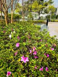 🌸有係時候一齊去公園賞花啦🥳