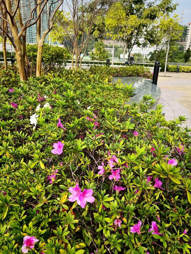 🌸有係時候一齊去公園賞花啦🥳