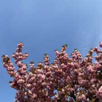 경주 벚꽃은 겹벚꽃이지 🌸