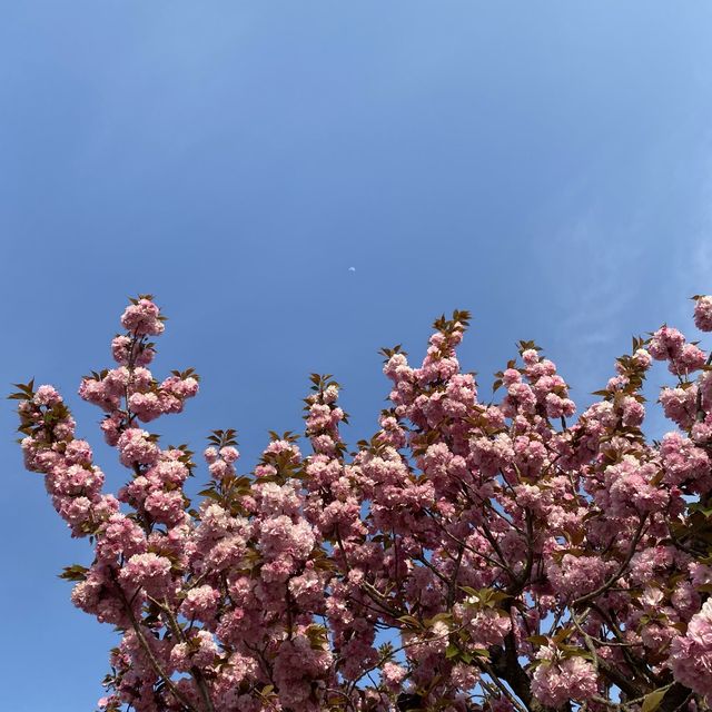 경주 벚꽃은 겹벚꽃이지 🌸 경주 벚꽃은 겹벚꽃이지 🌸