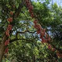去華南植物園賞禾雀花，郊遊、露營、野餐⋯⋯
