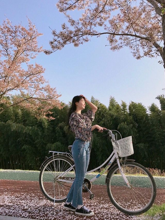 벚꽃 나무 아래 자전거 타기 좋은 "태화강 국가정원"