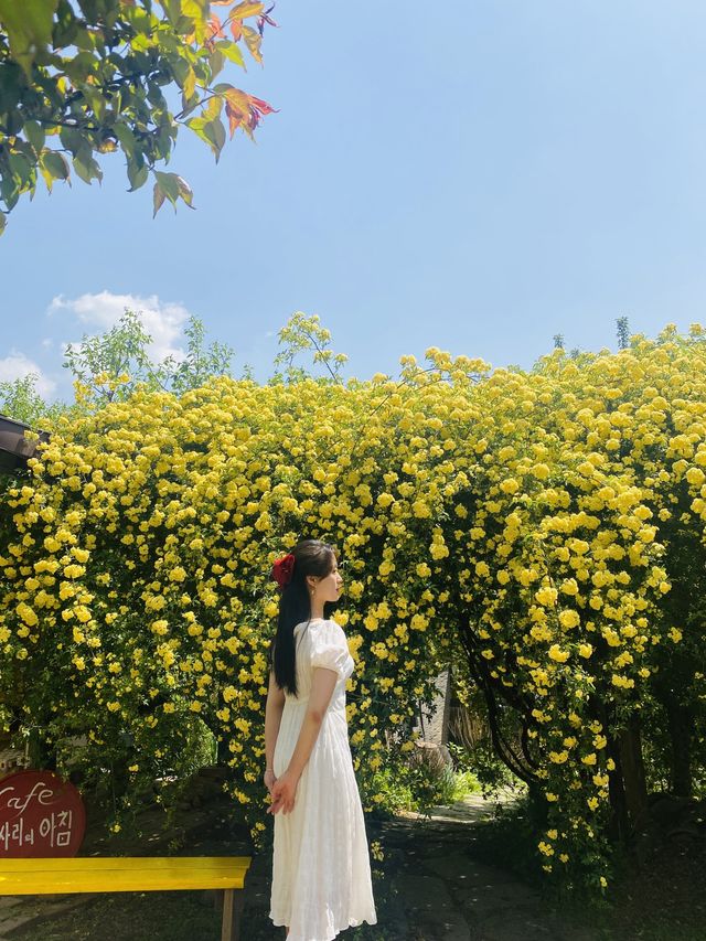 노랑노랑 목향장미를 만날 수 있는 하동 평사리의아침💛