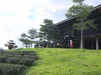 一望無際的綠茶園—翠峰茶園