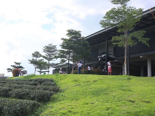 一望無際的綠茶園—翠峰茶園
