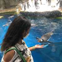 Ocean Park, The only park in Hong Kong to meet Pinguin and Panda