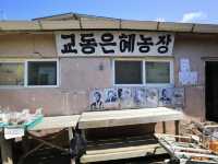 인천 교동도 대룡시장 레트로분위기
