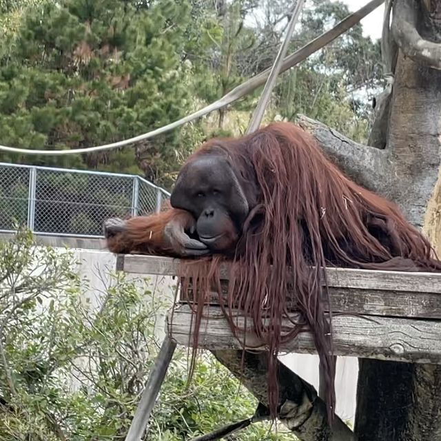 平川動物公園【鹿児島県/鹿児島市】