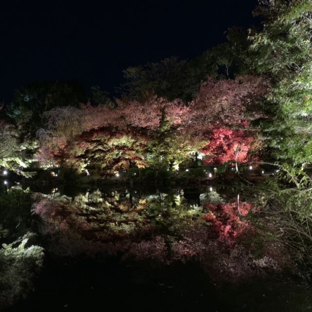 【京都】東寺 紅葉ライトアップ