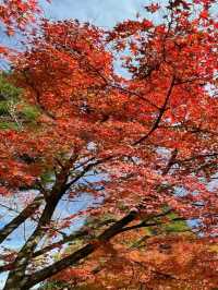 【福岡】天王院の紅葉