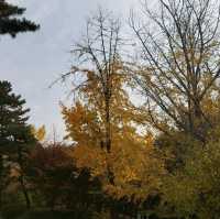 The Autumn foliage ใบไม้เปลี่ยนสีที่กรุงโซล