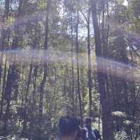 great Otway National park 