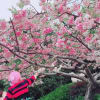 【大雁塔】西安🇨🇳