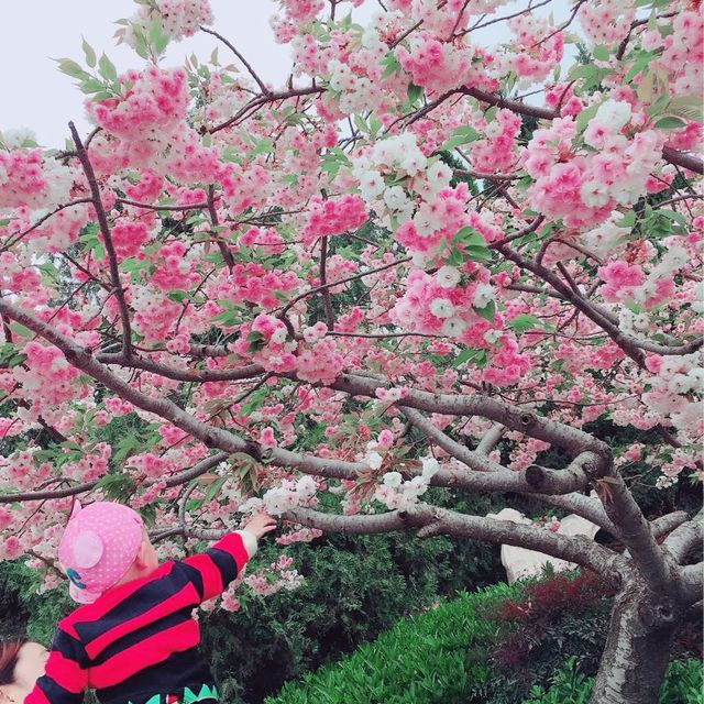 【大雁塔】西安🇨🇳