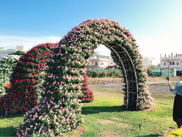 臺中后里 市郊人氣後花園 中社觀光花市花海