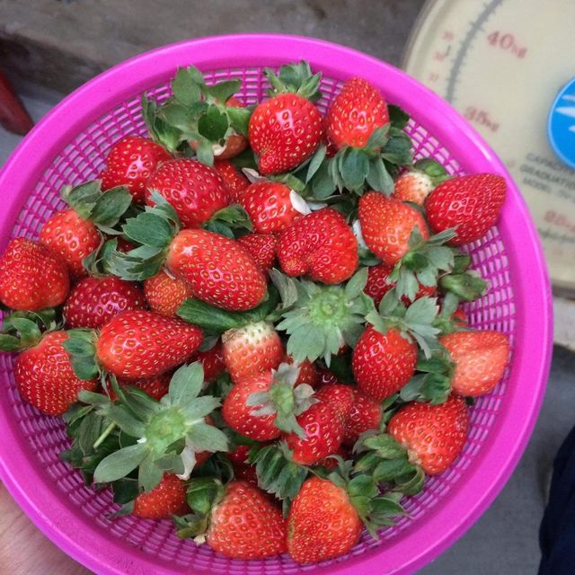 cameron highland มาเลเซีย cameron highland มาเลเซีย