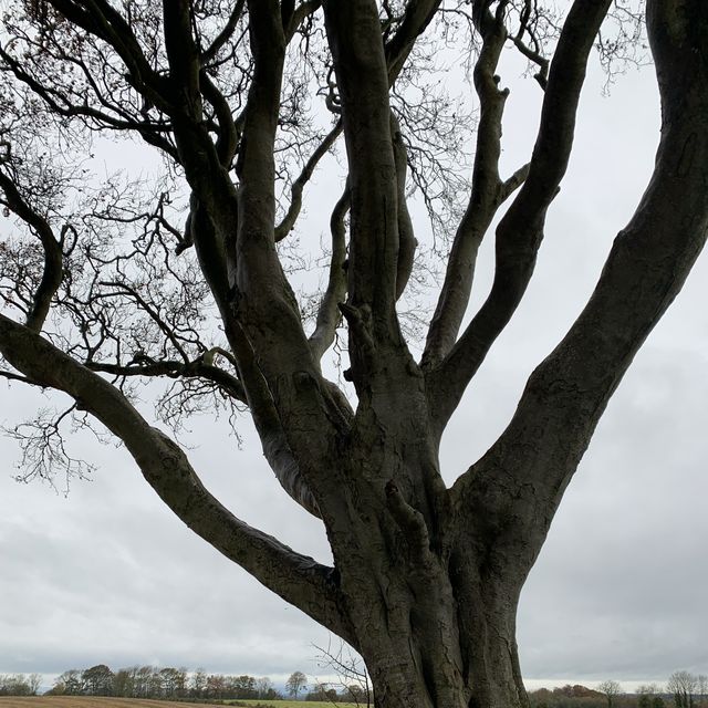 My GOT Fans… The Dark Hedges!