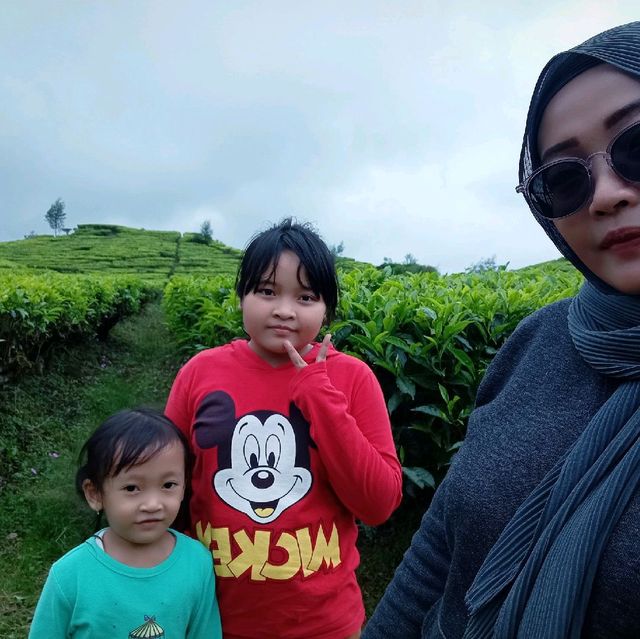 Kebun teh Rancabali