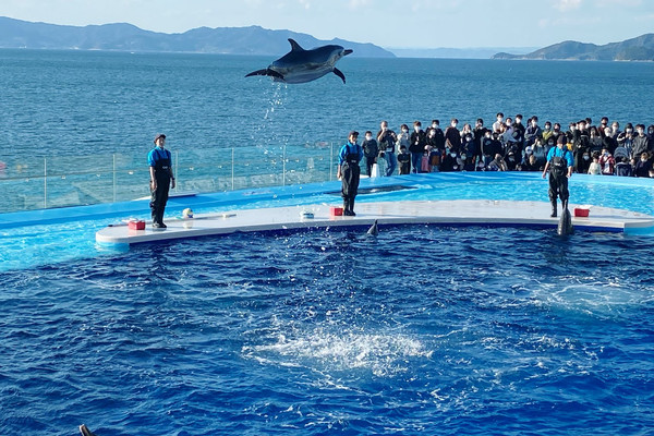 香川で人気急上昇中！ イルカショー | Trip.com 宇多津町