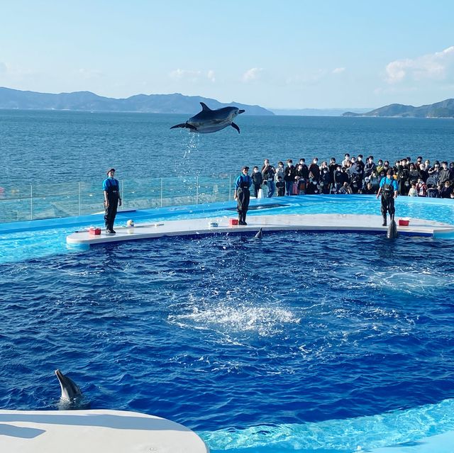 香川で人気急上昇中！ イルカショー