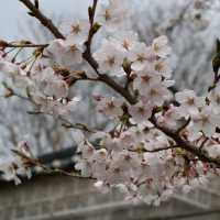 韓國首爾櫻花🌸