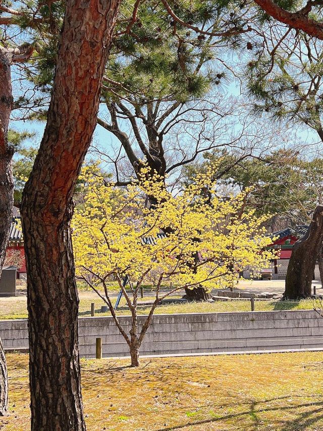 서울도 벚꽃 폈댱🌸