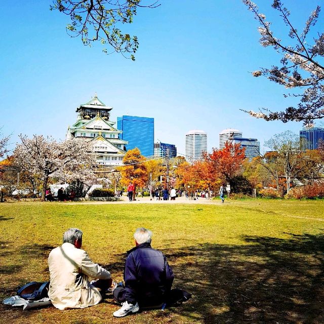 Cherry Blossoms at Osaka