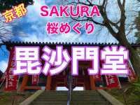 京都　SAKURA 桜めぐり❗️毘沙門堂の枝垂桜に感動❗️