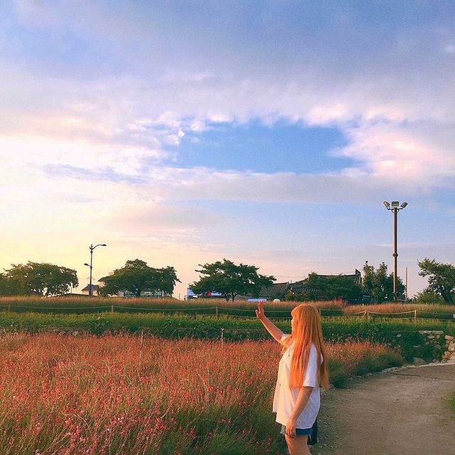경주 자전거 여행 핑크뮬리 꽃밭