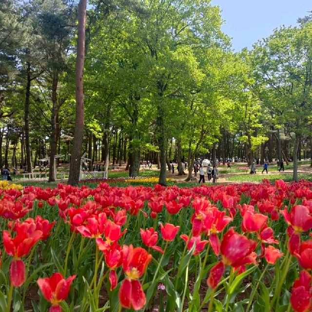 #Tulips Season♥️♥️