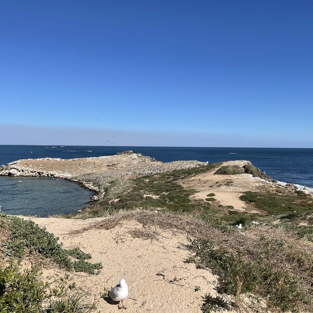 Marine Wildlife - Penguin Island, Perth 