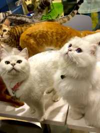 打卡餐廳 🍴有冇人係貓貓控🐱？