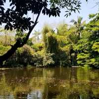 ป่าในจินตนาการ ข้าวเม่า-ข้าวฟ่าง เชียงใหม่ 🌳🌿🍃