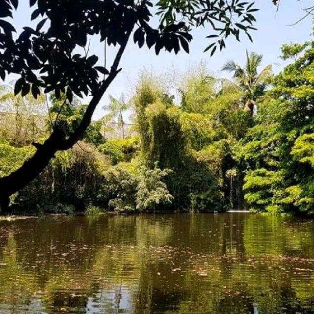 ป่าในจินตนาการ ข้าวเม่า-ข้าวฟ่าง เชียงใหม่ 🌳🌿🍃