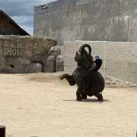 Hua Hin Safari Adventure Park