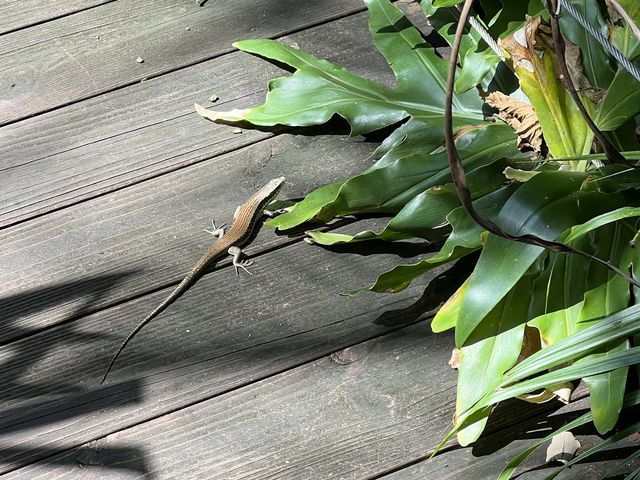 暢遊😎「馬灣公園」🌴🦎🐌🕷☘️