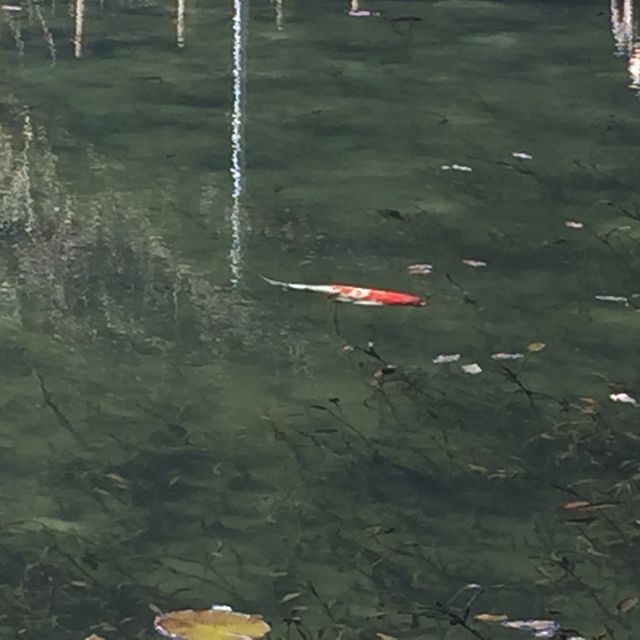 まるで絵画の世界　モネの池