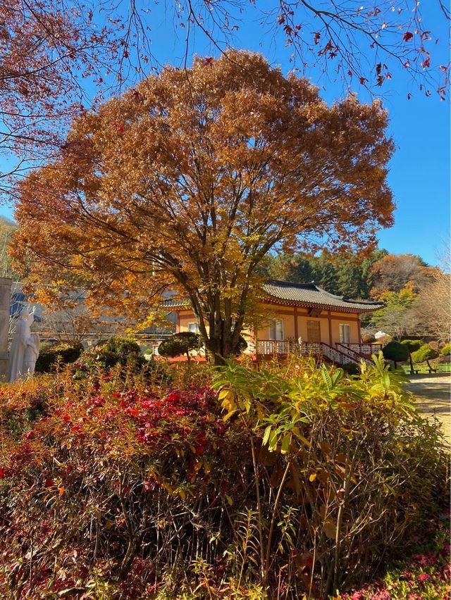 단풍명소 배론성지 🍁