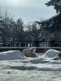 🇯🇵北海道-旭川動物園