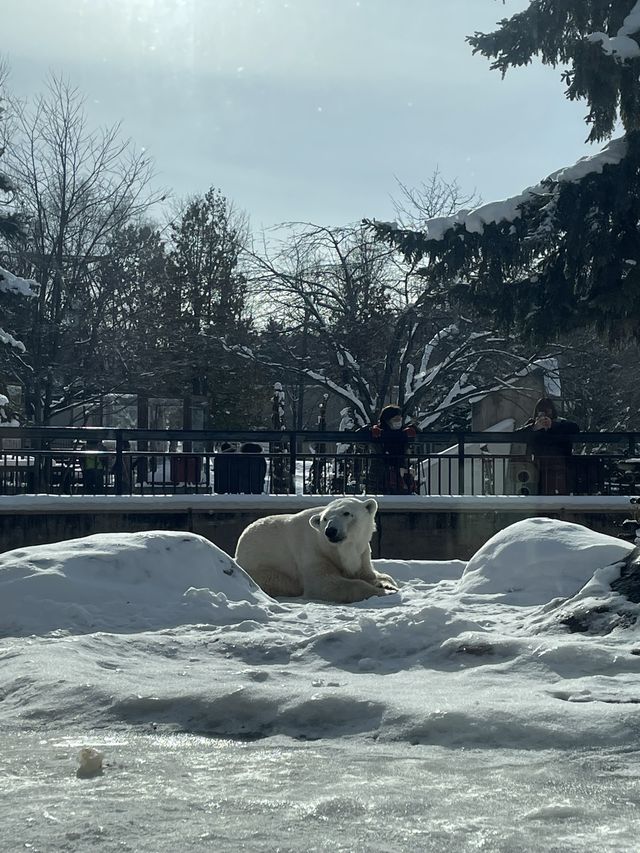 🇯🇵北海道-旭川動物園