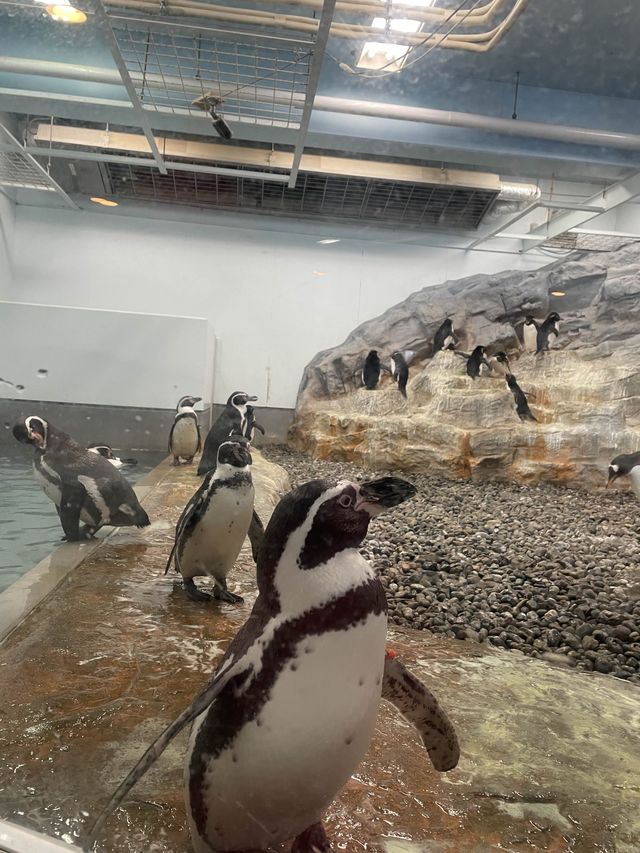 🇯🇵北海道-旭川動物園