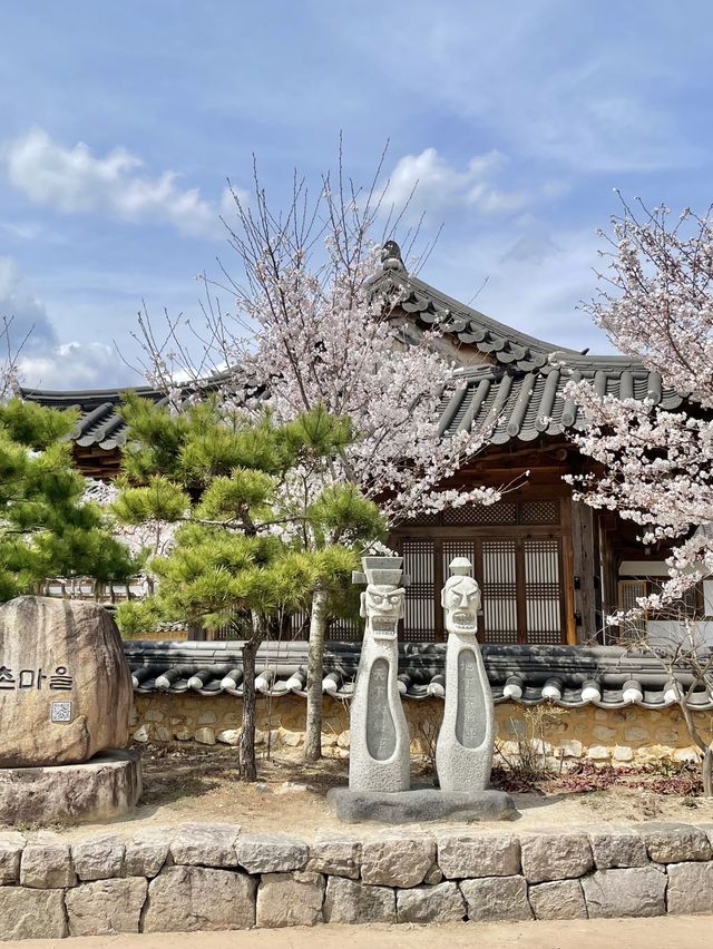경주 벚꽃 여행🌸 한옥과 벚꽃의 조화, 월정교 🌸