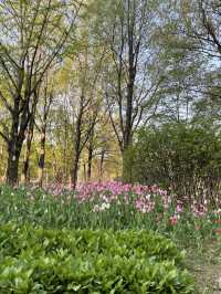 매년 봄이 기다려지는 서울숲 튤립🌷