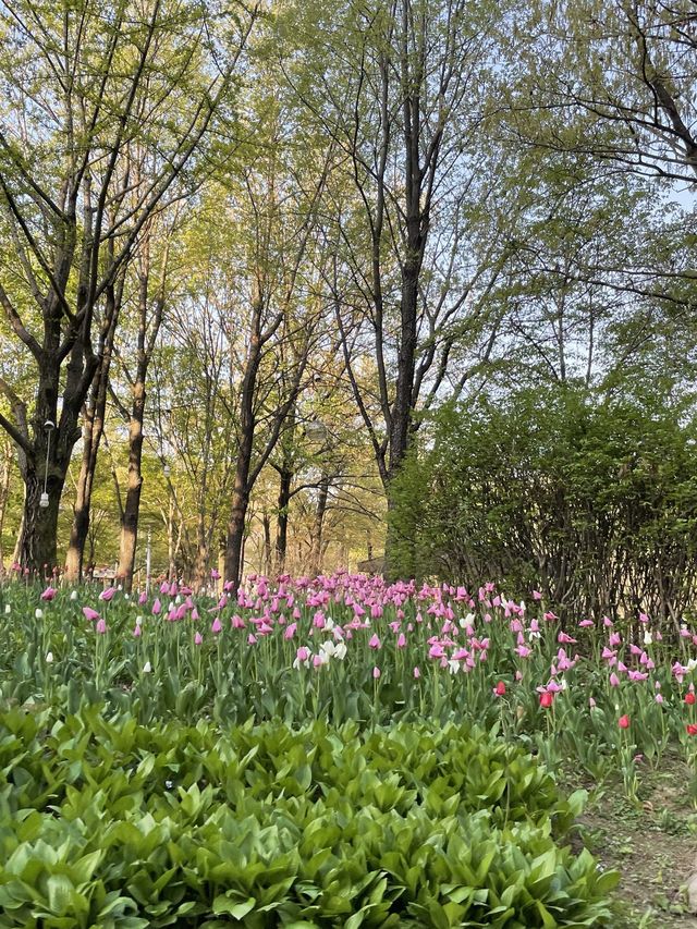 매년 봄이 기다려지는 서울숲 튤립🌷