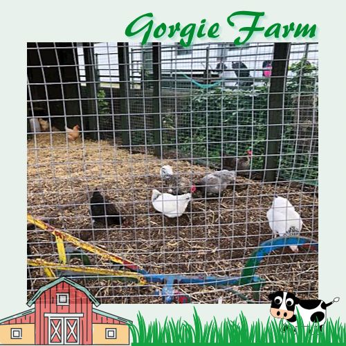 愛丁堡城市中的友好小農場Gorgie Farm