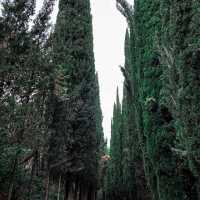 Botanical greenery of Tbilisi
