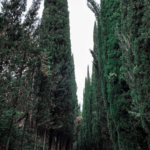 Botanical greenery of Tbilisi