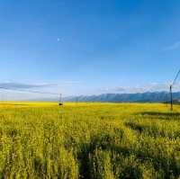 Baili Field in Menyuan (Qinghai)