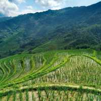 Panoramic Rice Terrace View. 