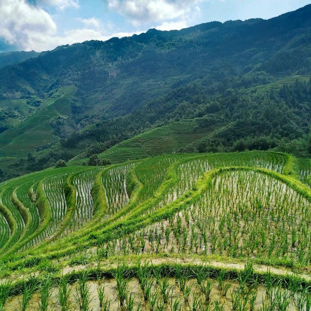 Panoramic Rice Terrace View. 